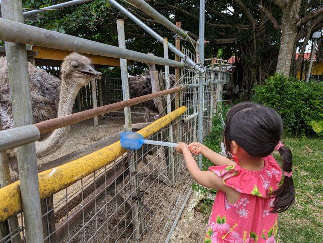 沖縄県国頭郡今帰仁村にある「だちょうランド沖縄」のおススメのエサのあげ方。柵にひしゃくを固定させてエサをあげている女の子とダチョウの画像。